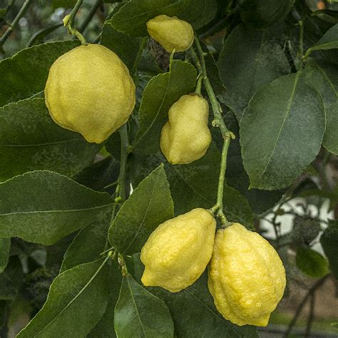 Limone Incannellato Di Palermo Oscar Tintori Gli Agrumi In Toscana