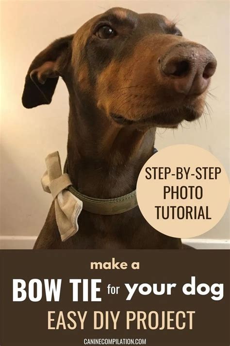 bow tie   dog canine compilation dog bowtie diy
