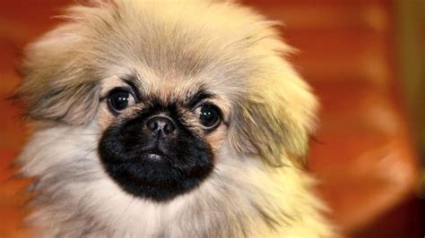 Curiosidades del perro pekinés, una de las razas más bonitas