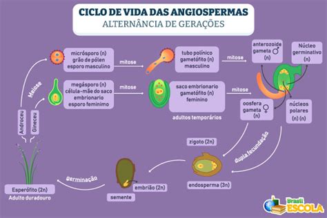 O Que Sao Angiospermas - Angiospermas: o que são, características, resumo - Brasil Escola