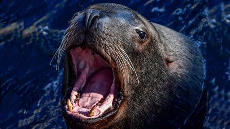 This Sea Lion Yells Just Like Tom Hanks | iHeart