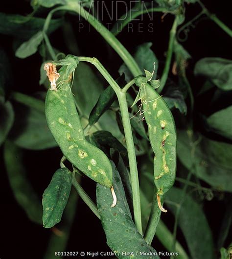 Minden Pictures Stock Photos Pea Enation Mosaic Virus Pemv Pea Pod