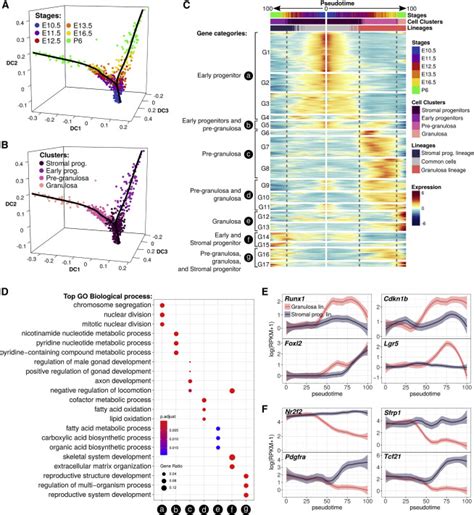 Dissecting Cell Lineage Specification And Sex Fate Determination In