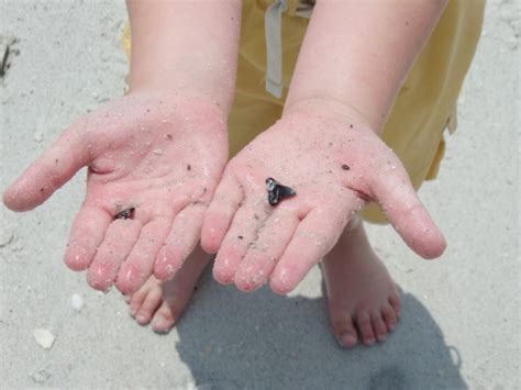 The 5 Best Shark Tooth Beaches In Florida Rock Seeker