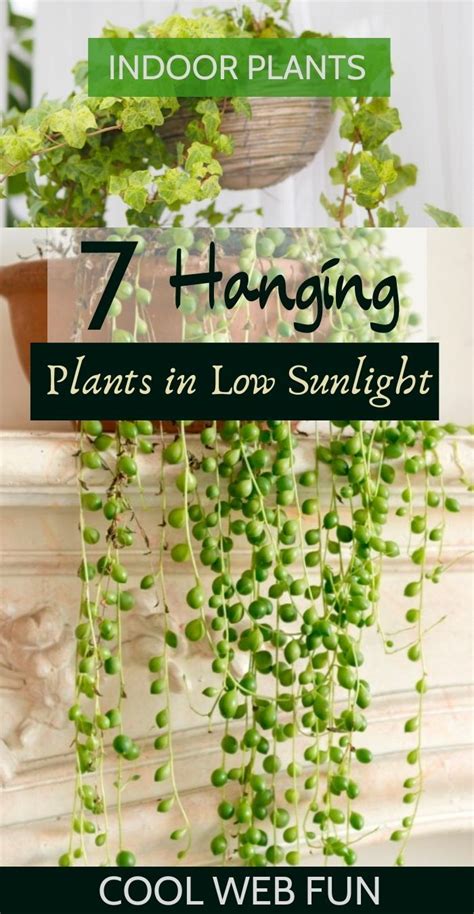 Best Plants For Indoor Hanging Pots