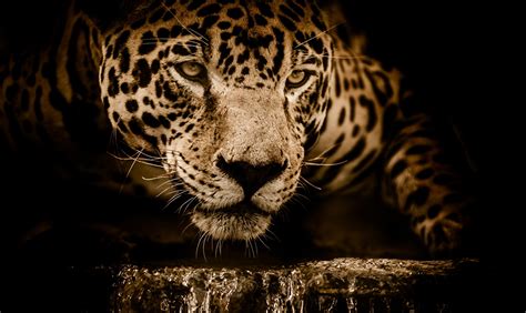 Desktop Wallpapers jaguar Big cats Whiskers Snout Glance Animals