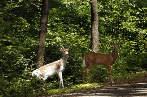 Deer Smashes Through Car Windshield Critically Injures Driver