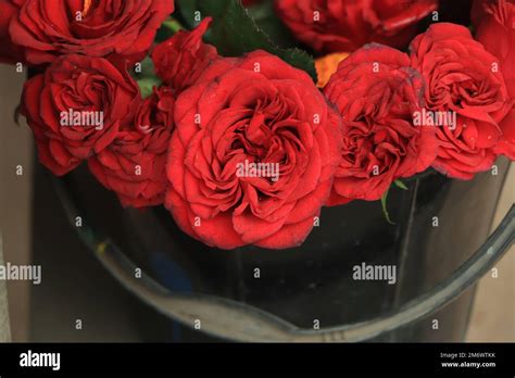 Valentine Red Rose Heart Shaped Stock Photo Alamy