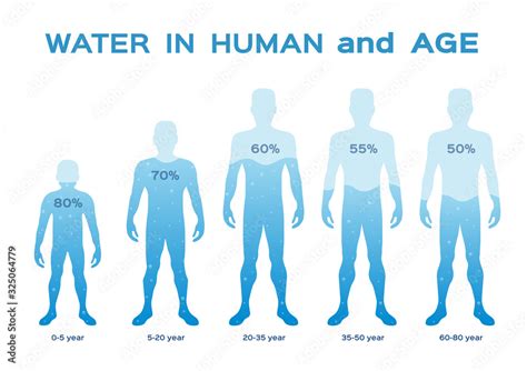 Water Level Levelin The Human Body And Age Vector Infographic Vector De Stock Adobe Stock