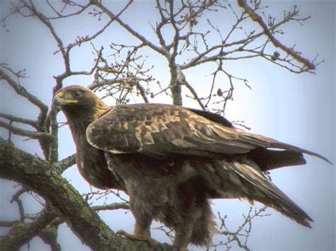 Golden Eagle of Northern California | Shutterbug