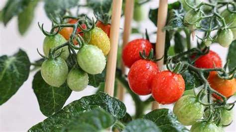 How To Grow Tomatoes During The Winter Season