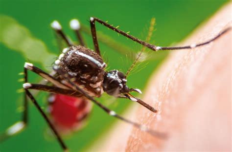 Chikungunya síntomas tratamiento prevención y estadísticas