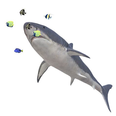 Swimming Shark Illustration 27257698 Png