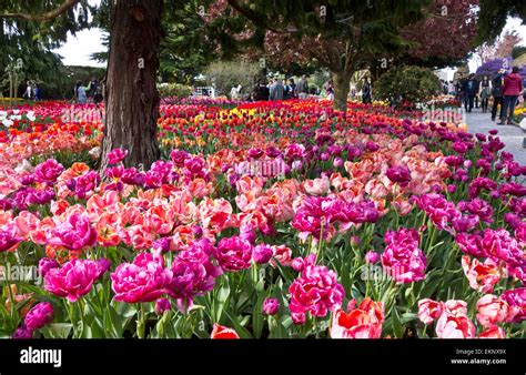 Visitors Viewing Tulips At Roozengaarde Display Gardens In Mount Vernon Washington During The