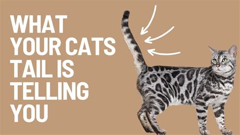 What Your Cats Tail Is Telling You Youtube