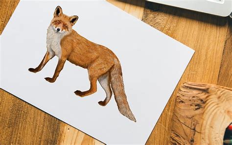 How To Draw A Fox A Guide To Creating Your Own Realistic Fox Drawing