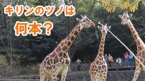 キリンに詳しくなろう！アニマルトーク【東山動物園】 Youtube