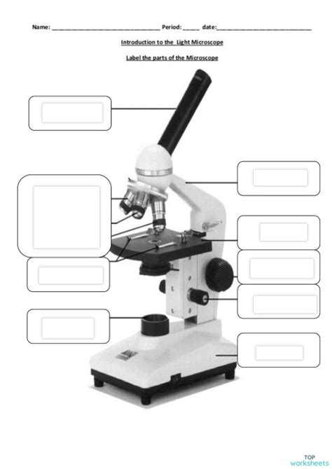 Light microscope diagram. Interactive worksheet | TopWorksheets