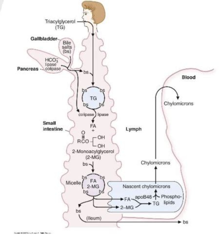 10A - Lipid Digestion and Metabolism Flashcards | Quizlet