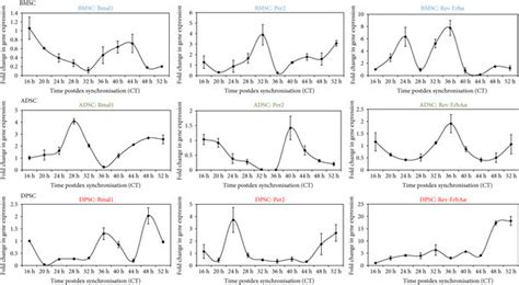 Circadian Rhythm Dynamics In Human Adult Stem Cells Following