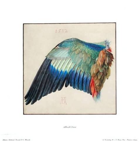 Wing Of A Roller Collectable Print By Albrecht D Rer At Allposters