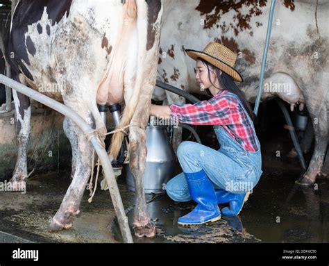 Woman Milking Cow Machine Hi Res Stock Photography And Images Alamy