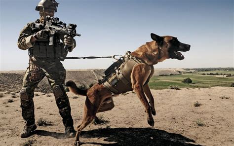 Army Dog Wallpapers - Wallpaper Cave