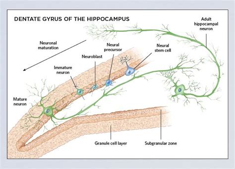 Neurogenesis In The Mammalian Brain The Scientist Magazine