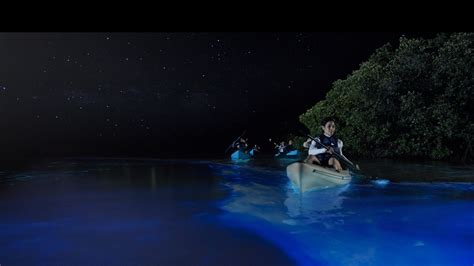 7 Places to Experience the Phenomenon of Bioluminescence Light Up the ...