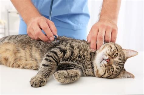 Metronidazole for Cats: Uses, Dosage & Side Effects - Cats.com