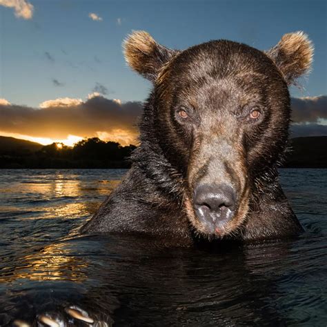 Bear Faced Peek Daring Photographer Gets Up Close And Personal With