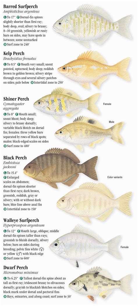 Saltwater Fishes Of Southern California Quick Reference Publishing