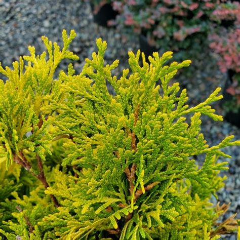 Thuja Occidentalis Jantar Amber Gold Arborvitae Siteone