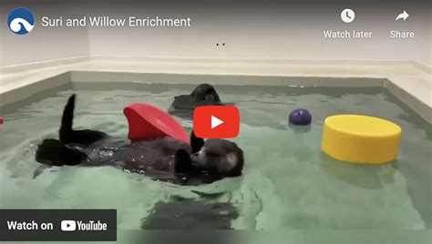 Sea Otter Pup Stops Playing to Check If Human Brought Treats — The ...