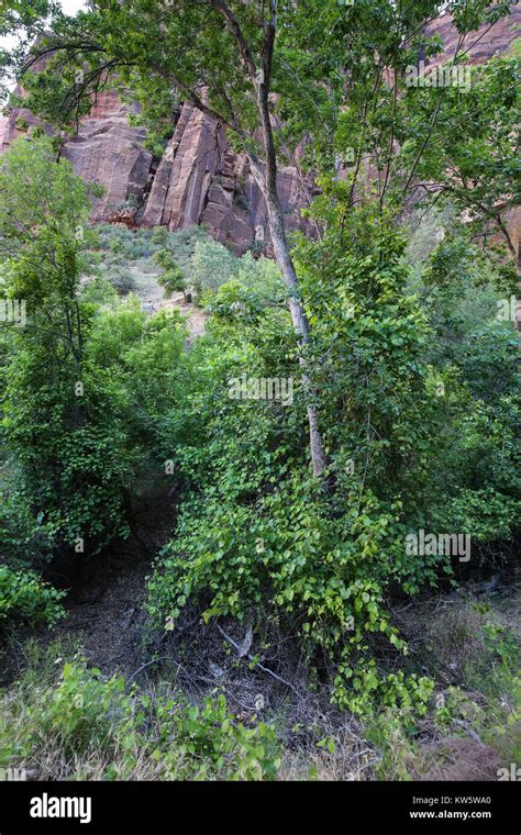 Scene Along The Weeping Wall Hiking Trail Zion National Park Stock