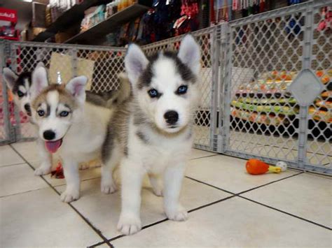 Husky Puppies For Adoption Near Me | PETSIDI