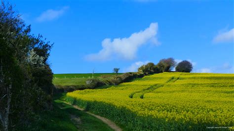 Oilseed Rape Flowers – Jessica's Nature Blog