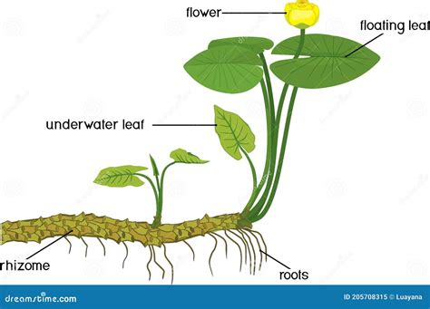 Partes De La Planta Estructura De La Planta De Nuphar Nuphar De Lirio