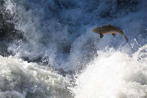 Elwha River Greets Largest Chinook Salmon Run In Over 20 Years Hatch