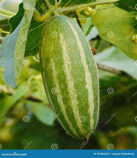 Pointed Gourd Plant in India Stock Photo - Image of edible, indian ...