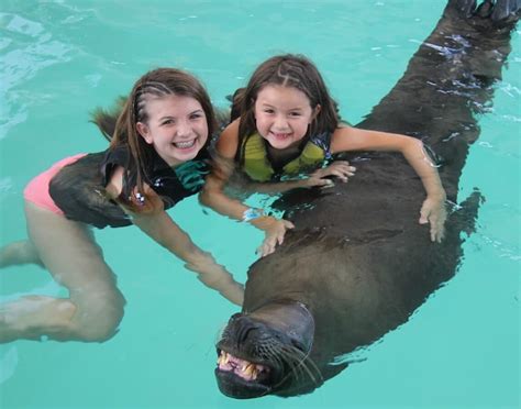 Sea Lion Swim at Coral World - STT Shore Excursions | Carnival Cruise Line