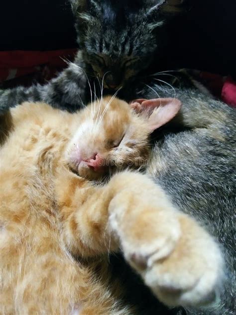 Two Cats Sleeping Soundly Stock Image Image Of Soundly