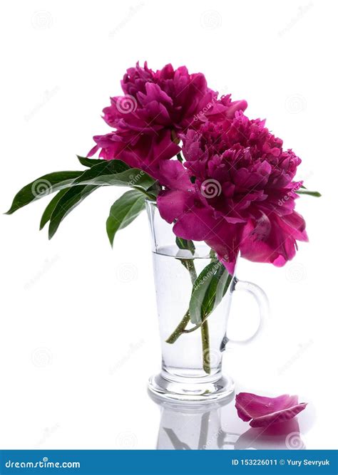 Peonies In A Glass Vase Isolated On White Background Romantic T