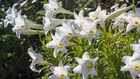 Lys Plantation Entretien Soin Le Parisien