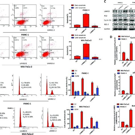 LAMB3 Affects The Survival And Cell Cycle Of Pancreatic Cancer Cell