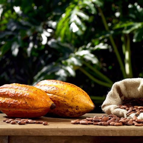 Producción De Cacao En Ecuador Y Su Impacto Económico Del Monte Ag