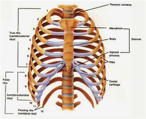 Images For > Thoracic Cage Unlabeled