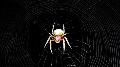 Central Florida Orb Weaver Eriophora Ravilla Bugguide Net