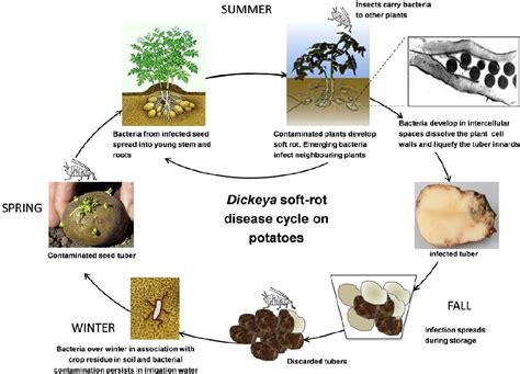 Table 1 From Characterization Of Dickeya Solani Strains And Identification Of Bacterial And