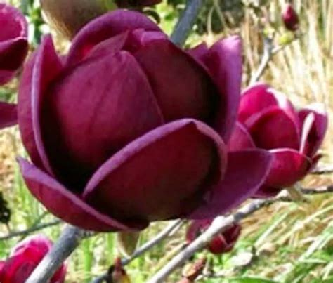 Genie Dark Red Yulan Magnolia Tree Seeds Fragrant Flowers Etsy